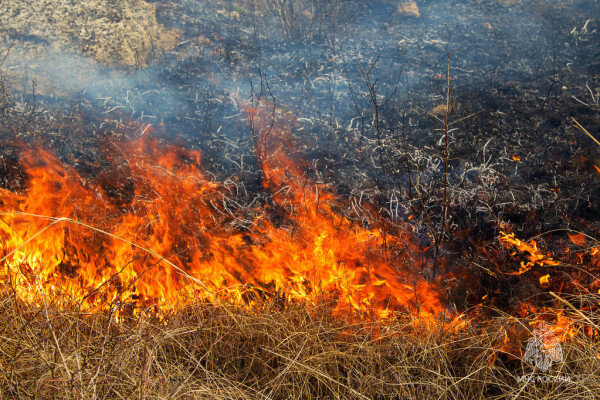    Количество территорий с высокой пожарной опасностью в Оренбуржье увеличилось до 17 Кристина Просвиркина