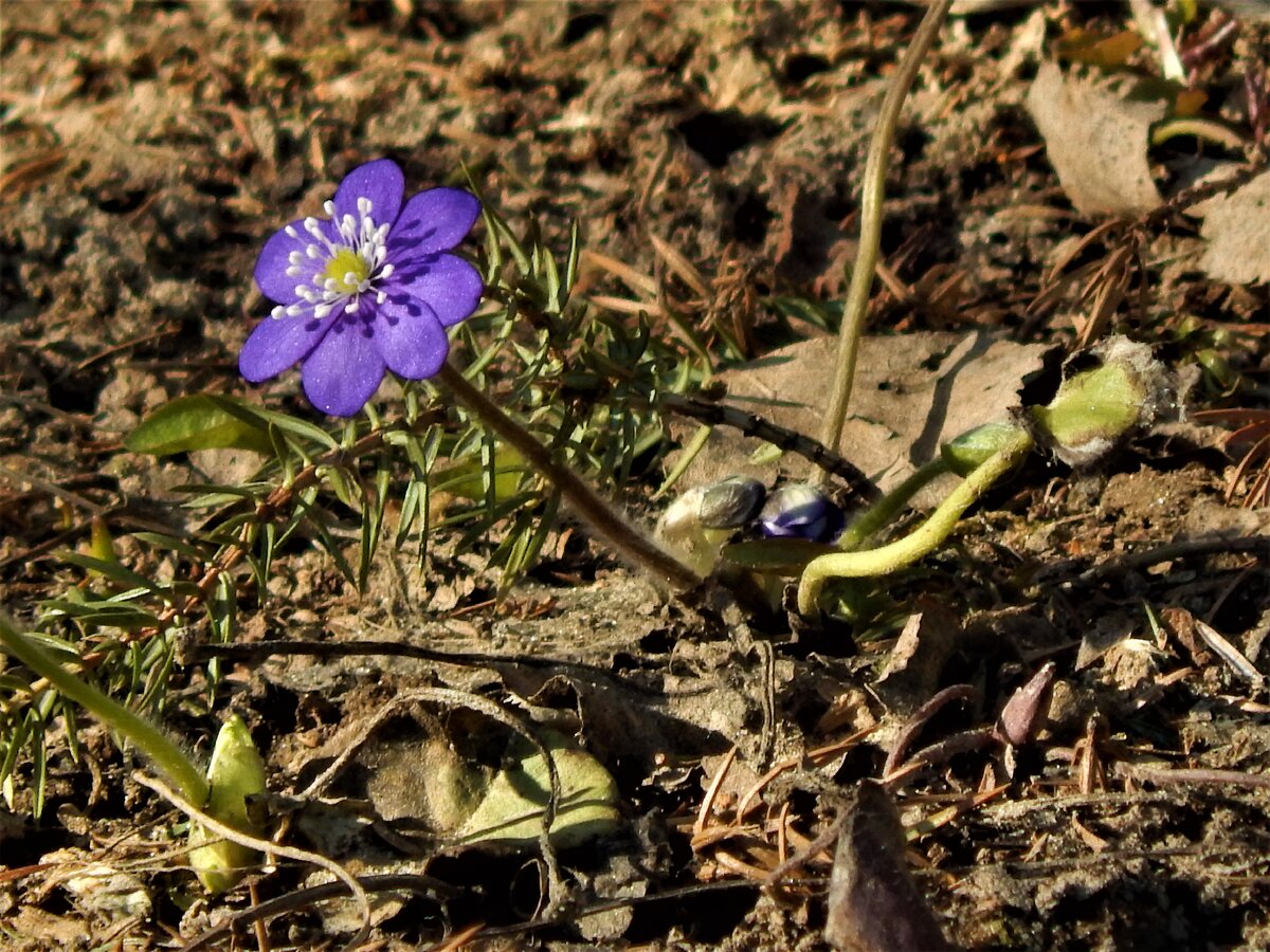 Печёночница. Фото автора