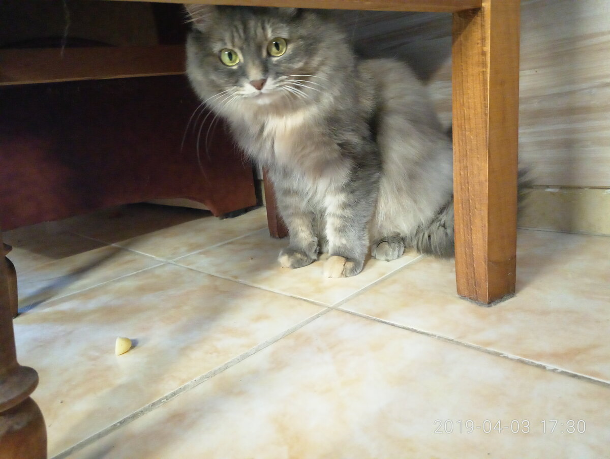 Маня под стулом