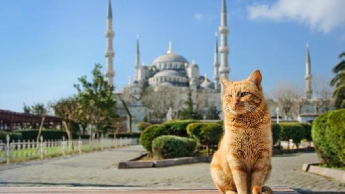 Стамбул кот мечеть