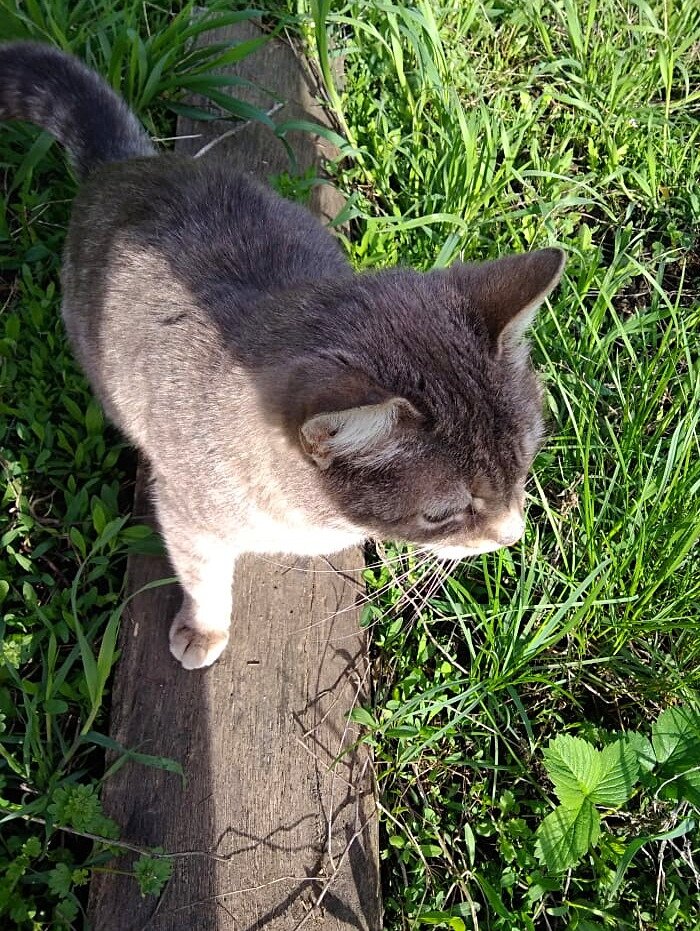 Она чистюля, не хочет ходить по грязи)