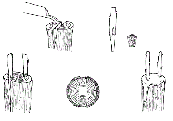  Прививка "В расщеп". Иллюстрация из http://www.uarp.org/news/1456609269
