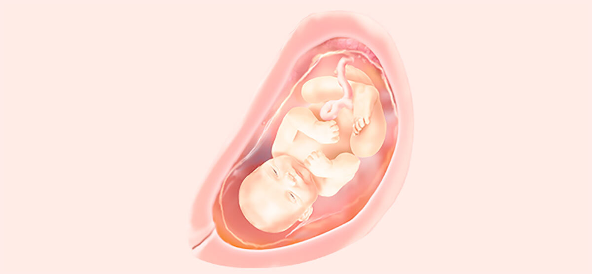 Как выглядит ребенок 4 кг Placenta 'umpires' how many nutrients a developing baby gets