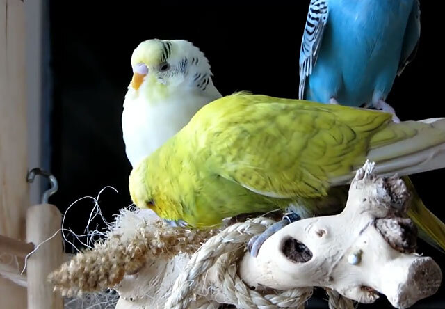 Как выпустить попугая 🦜 из клетки в первый раз | 7petdays