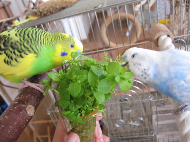 растения для волнистых попугаев. растения для волнистых попугаев. зелень для попугая волнистого. разрешенные травы для попугаев. зелень для волнистых попугайчиков.