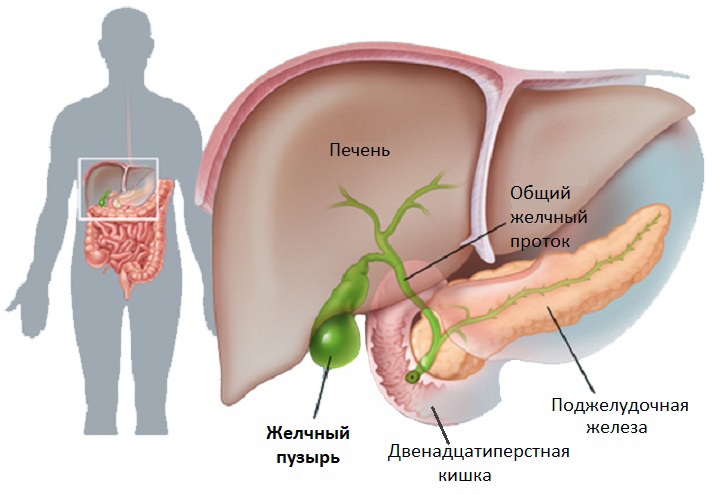 синдром холестаза клинические признаки. застой желчи в печени симптомы. застой желчи застой желчи. основные проявления холестаза. застой желчи в печени симптомы.