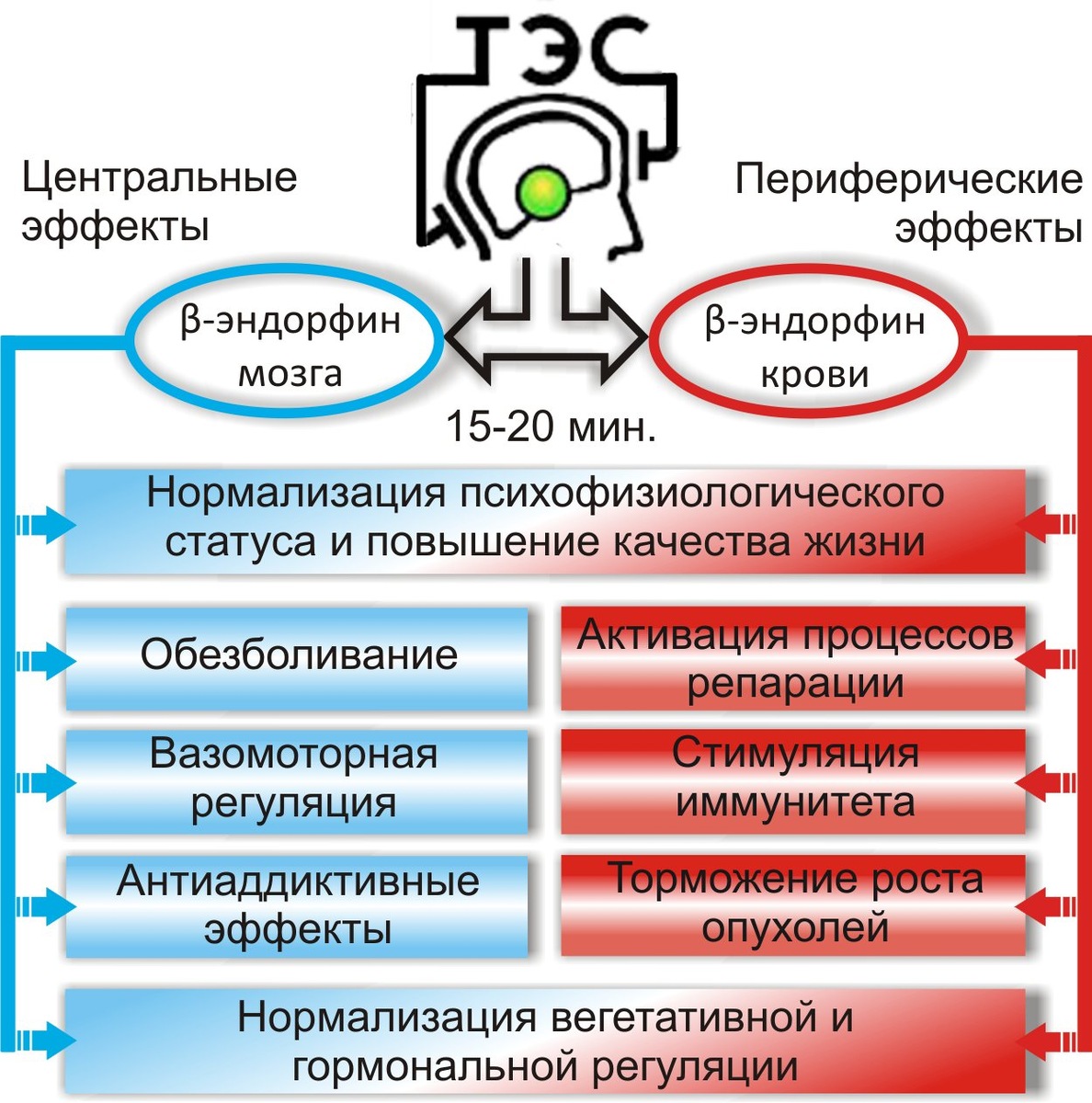 изображение из интернета. положительное влияние эндорфинов