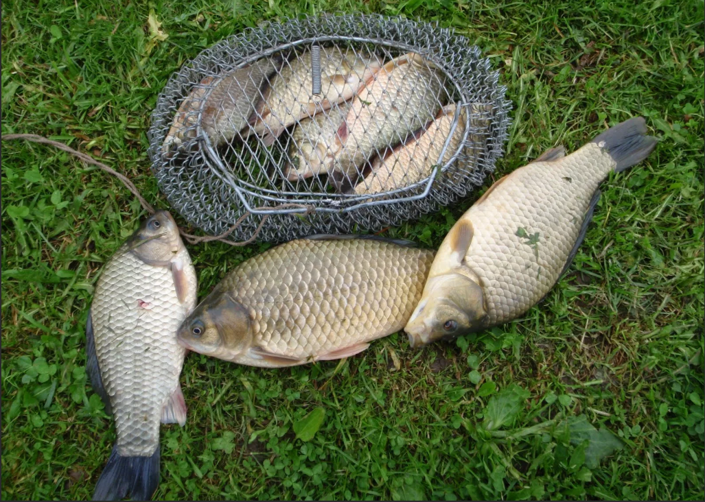 Источник: https://yandex.ru/images/