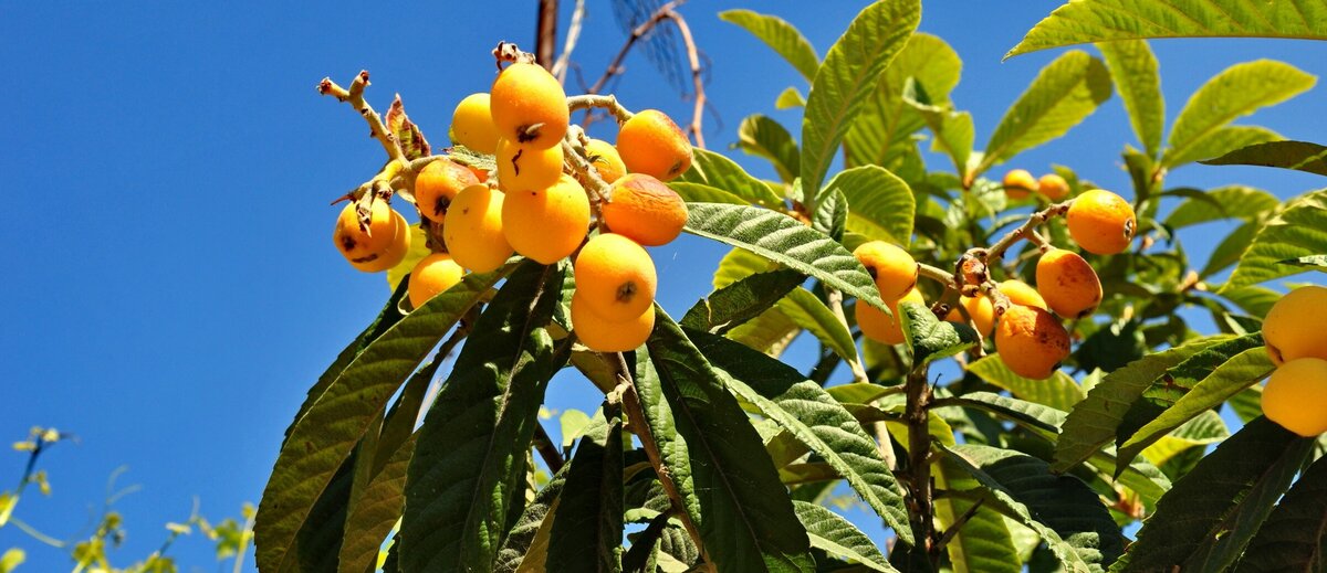 Плоды мушмулы на ветках деревьев выглядят мясистыми и сочными.
