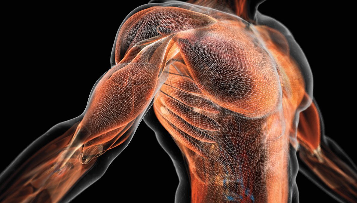Мускул или мускулов. Мускулы. Мышцы человека фото. Гипертрофия мышц. Молочная кислота в мышцах фото.