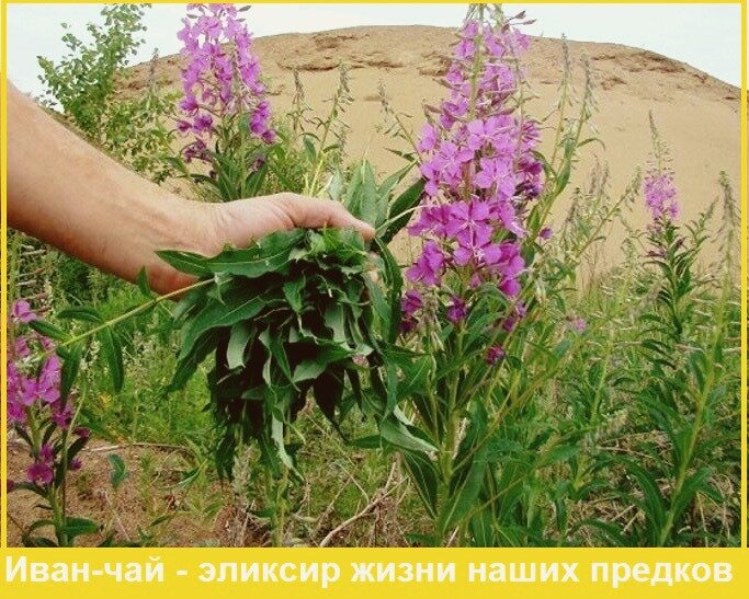 Здоровье, рецепты, полезные советы, чай, омоложение, красота 