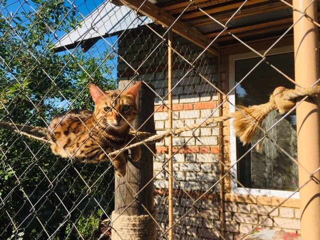 Зимний домик для кошки на улице | Кошка на окошке