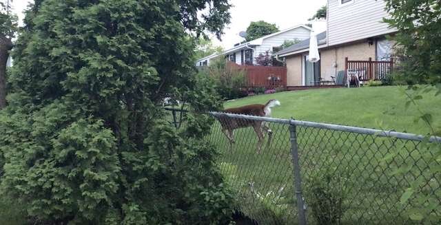 YouTube/Michael Morgan