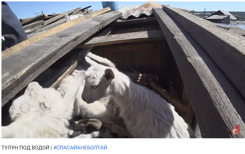 Много сказано о наводнении и показано в новостях. Но о животных и их спасении можно говорить бесконечно. Этим козочкам, курочкам, кроликам. уткам, гусям-повезло. 