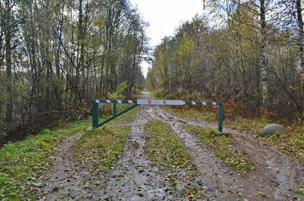 Сестрорецкое болото: что нужно знать о новой экологической тропе в  Петербурге | Путешествия по городам и весям | Дзен