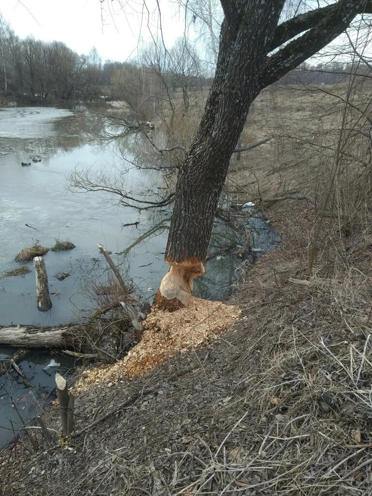 В Ярославль пришел бобер