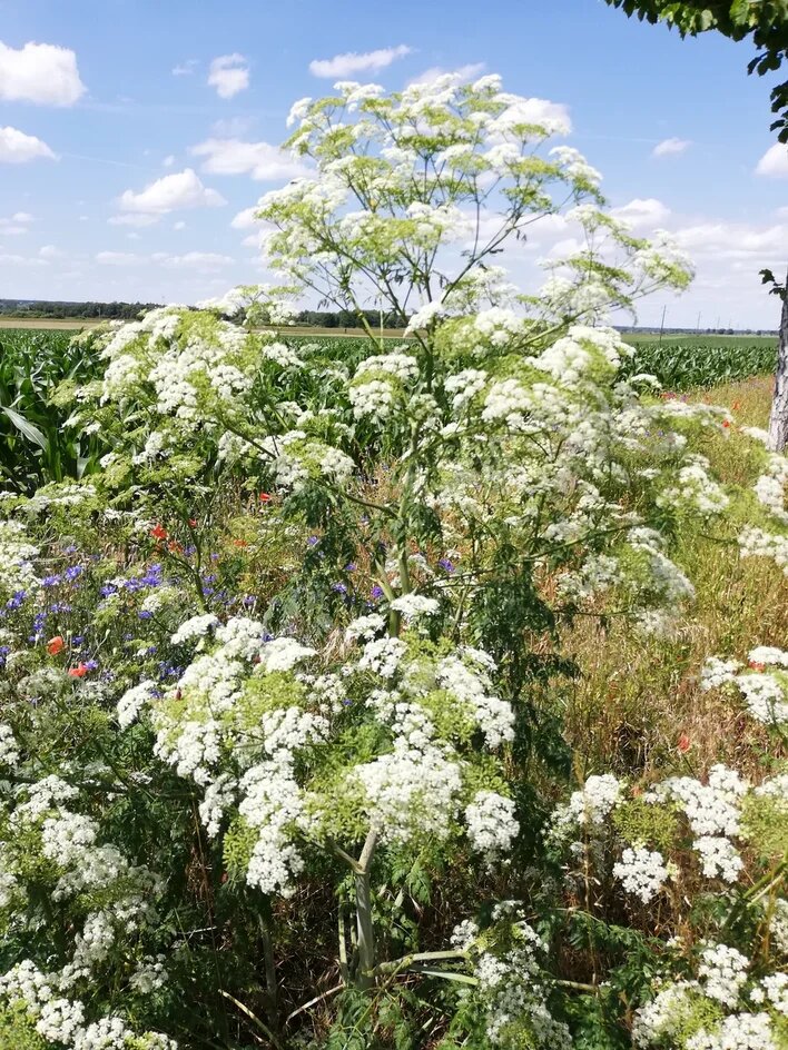 БОЛИГОЛОВ ПЯТНИСТЫЙ ИЛИ БОЛИГОЛОВ КРАПЧАТЫЙ - СИЛЬНО ЯДОВИТОЕ ЛЕКАРСТВЕННОЕ РАСТЕНИЕ,ПРИМЕНЯЕМОЕ В РЕЦЕПТАХ РУССКОЙ НАРОДНОЙ МЕДИЦИНЫ И НАРОДНОЙ МЕДИЦИНЫ ЗАУРАЛЬСКОГО КАЗАЧЕСТВА ДЛЯ ПРИГОТОВЛЕНИЯ РАЗЛИЧНЫХ СПИРТОВЫХ НАСТОЕК И МАЗЕЙ, В СБОРЕ С СЫРЬЁМ ДУРНИШНИКА ОБЫКНОВЕННОГО И ЛОПУХА ПАУТИНИСТОГО, ПРИ ПРИГОТОВЛЕНИИ РАЗЛИЧНЫХ ПО СОСТАВУ СПИРТОВЫХ НАСТОЕК И НАРУЖНЫХ ПРОТИВООПУХОЛЕВЫХ, ПРОТИВОВОСПАЛИТЕЛЬНЫХ, УСПОКАИВАЮЩИХ, ПРОТИВОГРИБКОВЫХ (ФУНГИЦИДНЫХ), ПРОТИВОВИРУСНЫХ, АНТИБАКТЕРИАЛЬНЫХ, АНТИГЕЛЬМИНТНЫХ, ПРОТИВОДРОЖЖЕВЫХ И БОЛЕУТОЛЯЮЩИХ МАЗЕЙ САМОГО ШИРОКОГО ПРОФИЛАКТИЧЕСКОГО И ЛЕЧЕБНОГО СПЕКТРА ВОЗДЕЙСТВИЯ НА ОРГАНИЗМЫ ОТНОСИТЕЛЬНО ЗДОРОВЫХ И БОЛЬНЫХ ЛЮДЕЙ ПРИ ЛЕЧЕНИИ ТЯЖЁЛЫХ И "НЕИЗЛЕЧИМЫХ" ЗЛОКАЧЕСТВЕННЫХ ОПУХОЛЕЙ КОСТНО -МЫШЕЧНЫХ И КОЖНЫХ ТКАНЕЙ. МАЗЬ МОЖЕТ С БОЛЬШИМ ПРАКТИЧЕСКИМ УСПЕХОМ ИСПОЛЬЗОВАТЬСЯ ПРИ ЛЕЧЕНИИ ЖЕНСКИХ ОНКОЛОГИЧЕСКИХ, ГИНЕКОЛО -   ГИЧЕСКИХ И ВЕНЕРИЧЕСКИХ ЗАБОЛЕВАНИЙ ВНУТРИВЛАГАЛИЩНО, В ВИДЕ АПТЕЧНЫХ ТАМПОНОВ, СМАЗАННЫХ МАЗЬЮ ТОНКИМ СЛОЕМ, КОТОРЫЕ НЕОБХОДИМО ВСТАВЛЯТЬ ВО ВЛАГАЛИЩЕ НА ВСЮ НОЧЬ, А УТРОМ ТЩАТЕЛЬНО ПРОМЫВАТЬ ВЛАГАЛИЩЕ ГОРЯЧЕ - ВАТОЙ ВОДОЙ С ПРИМЕНЕНИЕМ ДЕГТЯРНОГО МЫЛА :