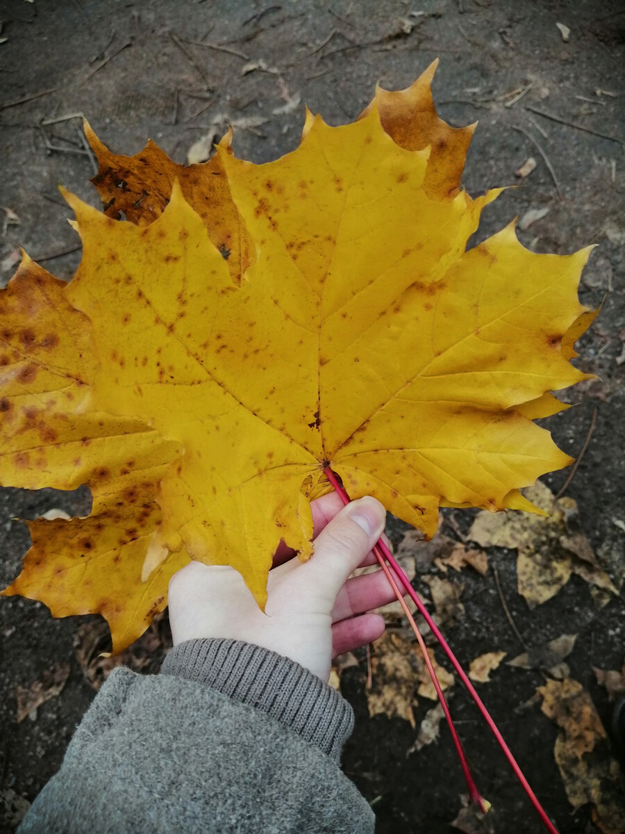 DIY Step-by-Step Autumn Leaf Crown