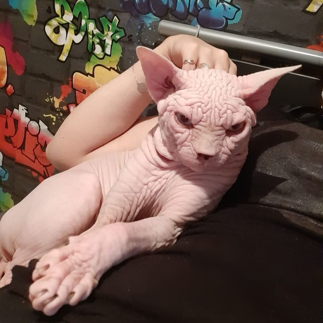 Фото из профиля в инстраграм @sphynx_mania