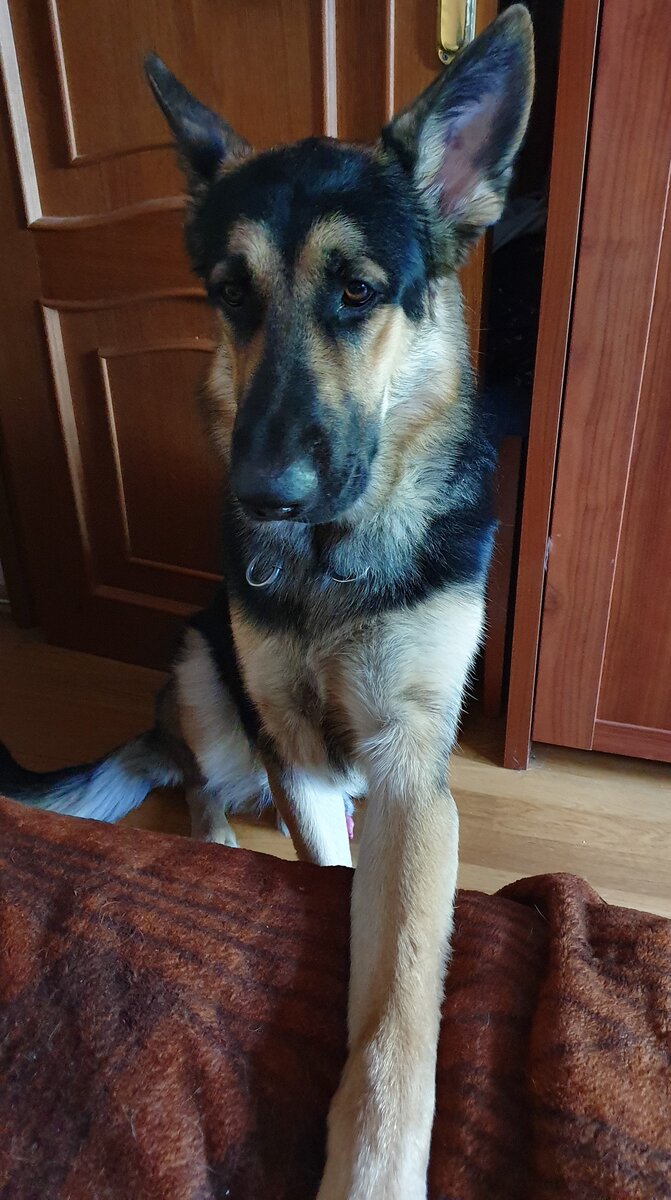 Ну хоть лапу положить