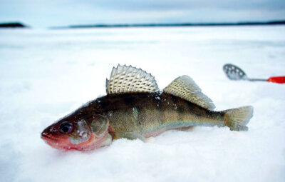 Эффективная зимняя и летняя блесна: бокоплав на судака и для ловли других рыб