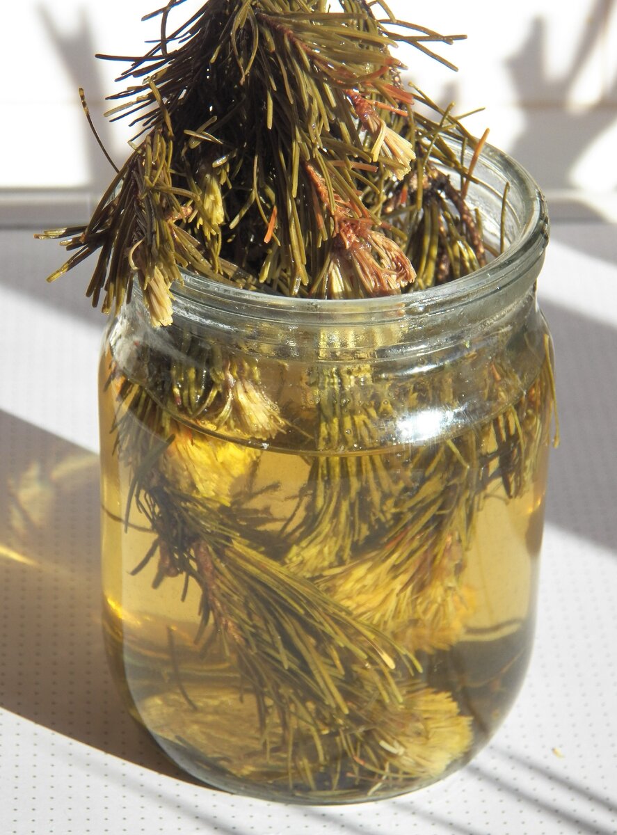 Пихта, пихта, зимняя пихта! Пей пихтовый настой и будешь вечно молодой! Лёгкие скажут "Спасибо!"