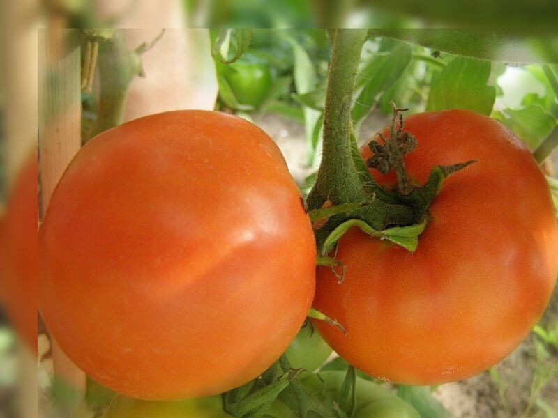 Сорт желтых томатов - Хурма