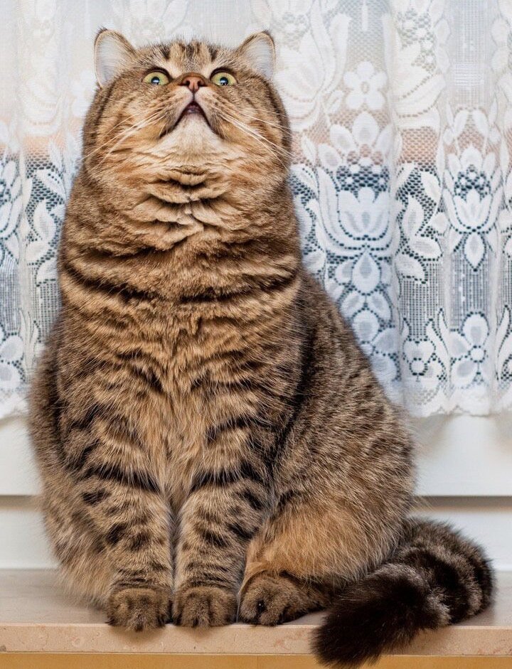 Фото с сервера Яндекс.Картинки