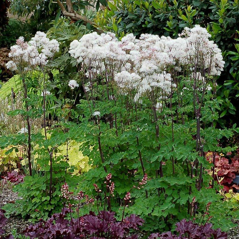 Василистник 'Nimbus White', фото www.terranovanurseries.com