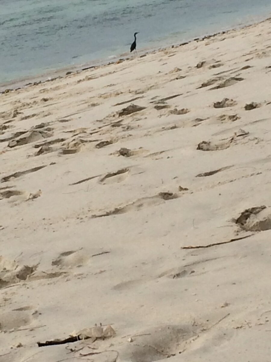 Картинка-загадка: почти все сразу видят птицу на заднем плане... А вот краба на переднем плане - только единицы...