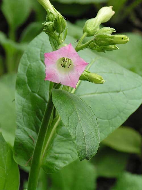 Растение Nicotiana tabacum