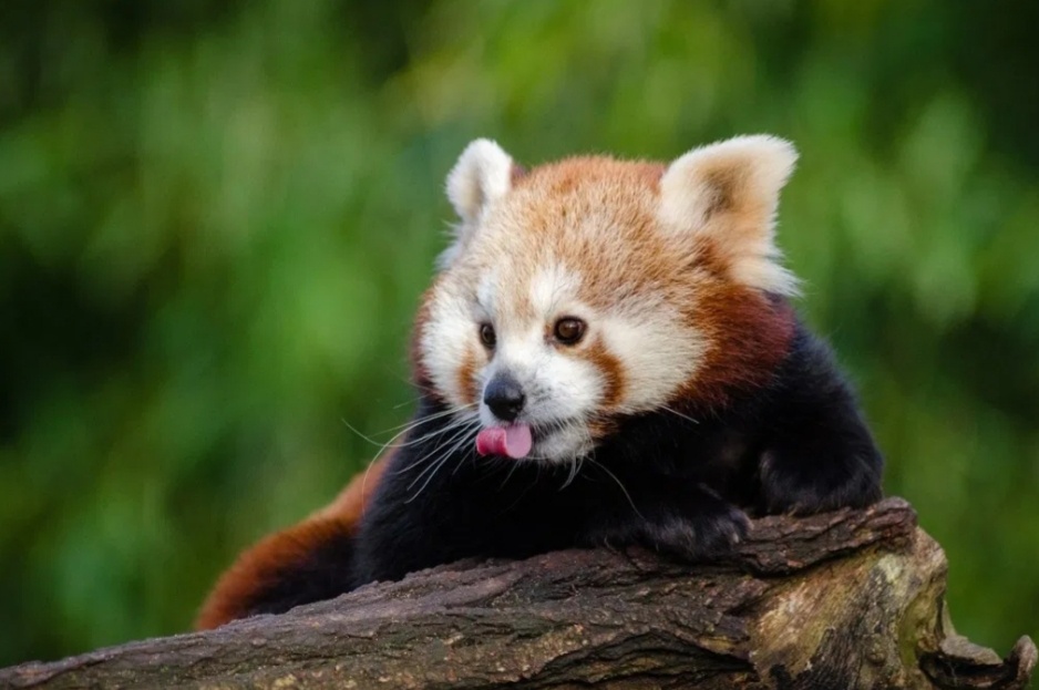 Фото взято из яндекс картинки