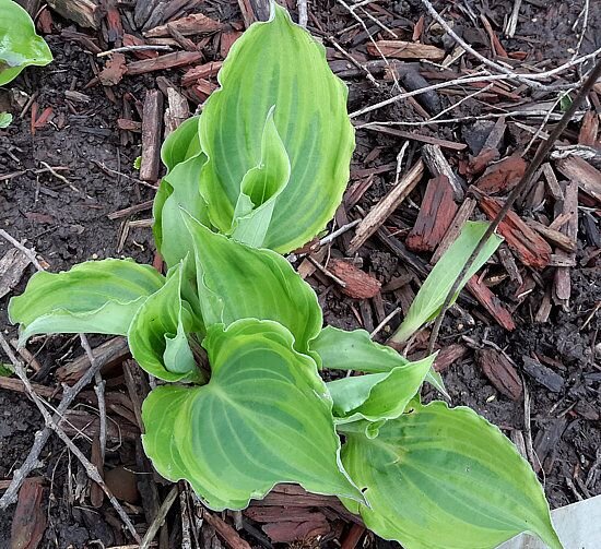 Хоста шэрон стоун. Хоста симпли шерон. Хоста черри берри. Хоста sharon stone. Фото хоста sharon stone.