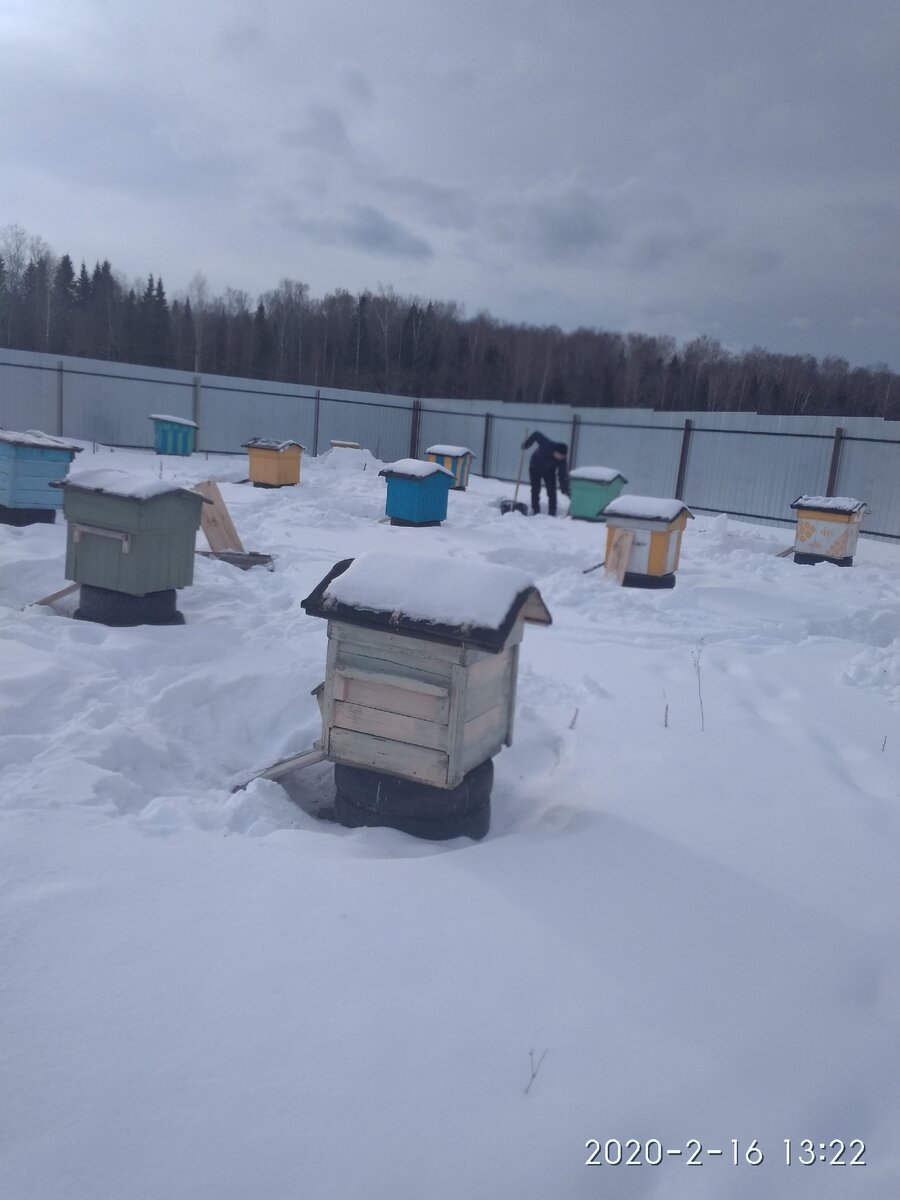 Вот так  нынче наши пчёлки перезимовали