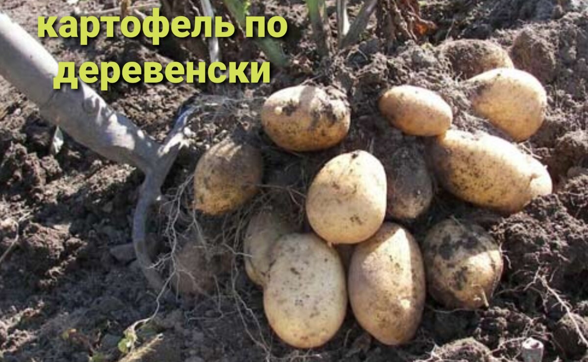 Настоящий деревенский картофель.