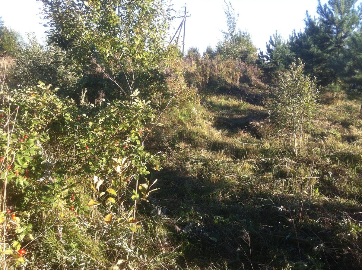 Вот здесь ступала нога Исмана)