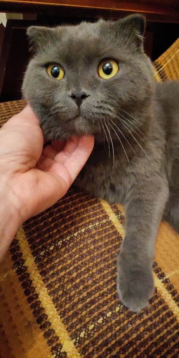 Любит чтобы ласкали, только когда ему хочется. Тут я сам ему чешу шейку и он смотрит немного настороженно.