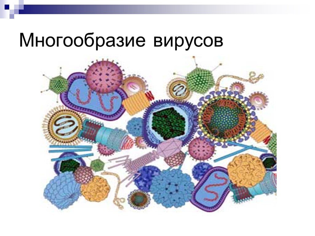 Виды вирусов. Вирусы форма строения. Формы вирусов и бактерий. Многообразие строения вирусов. Многообразие вирусов в биологии.
