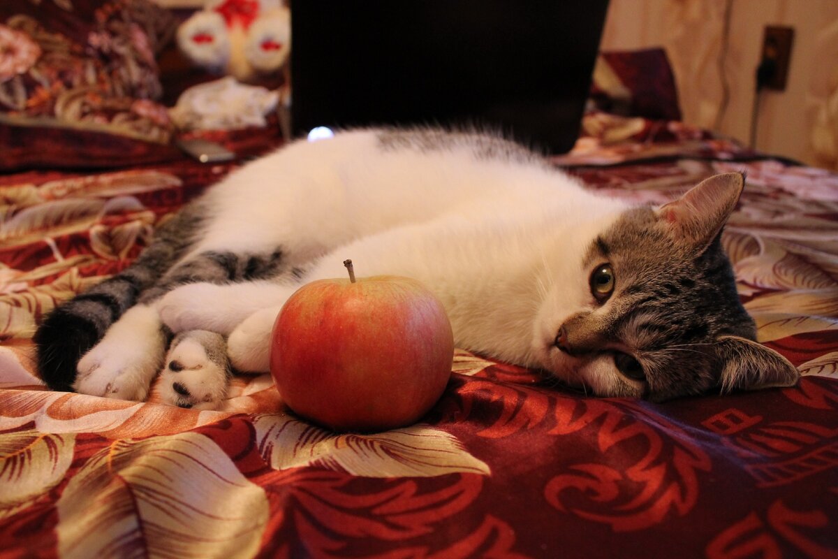 Фото из личного архива кота.