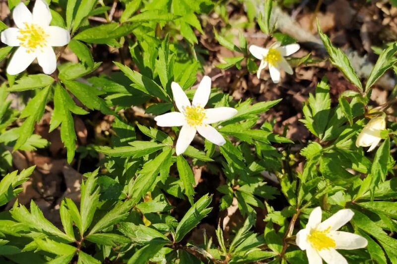 Первые весенние цветы.