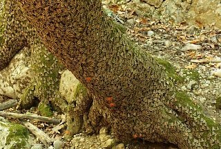дерево облеплено бабочками