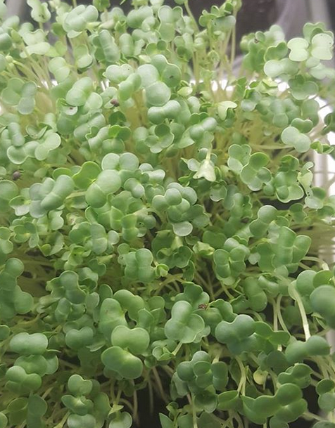 микрозелень