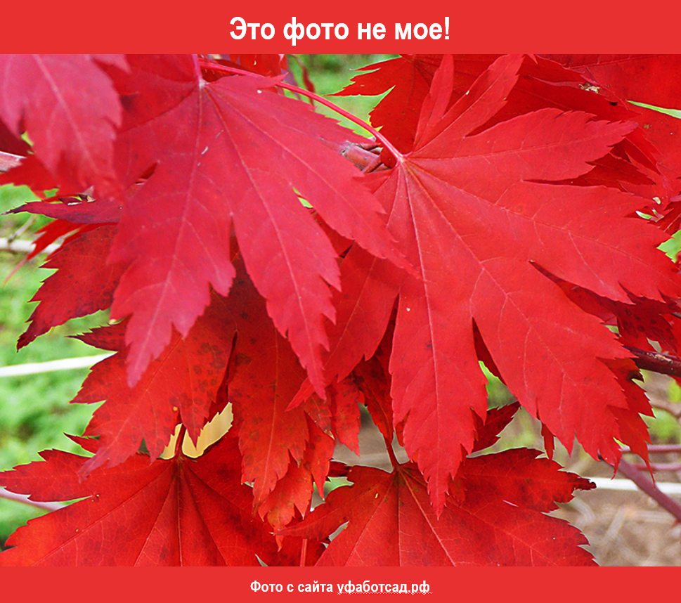 Клен ложнозибольдов. Клён ложнозибольдов. Клен a. pseudosieboldianum. Acer pseudosieboldianum. Клен ложнозибольдов айс драгон.