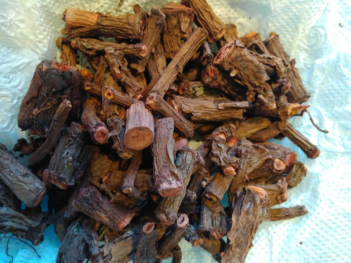 Корень морены красильной (Фото автора)