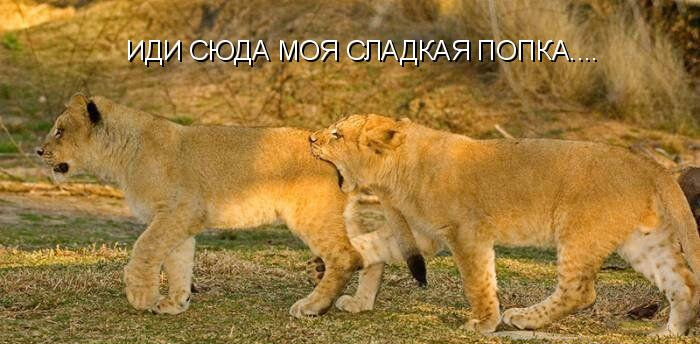 сладкая попка