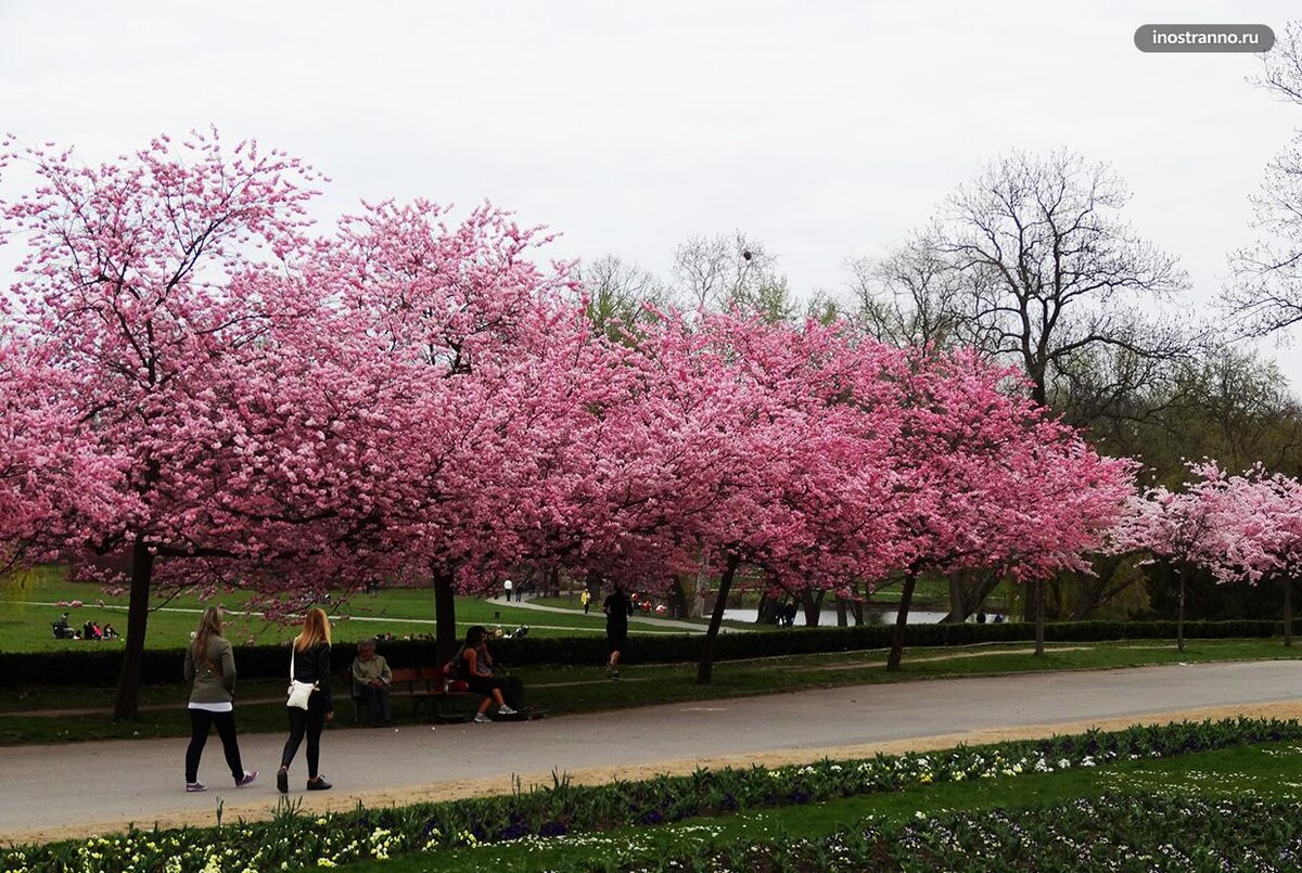 Парк сакуры в краснодаре. Парк Стромовка в Праге. Парк Галицкого цветет Сакура. Парк Галицкого цветение Сакуры. Парк Галицкого в Краснодаре цветение Сакуры.