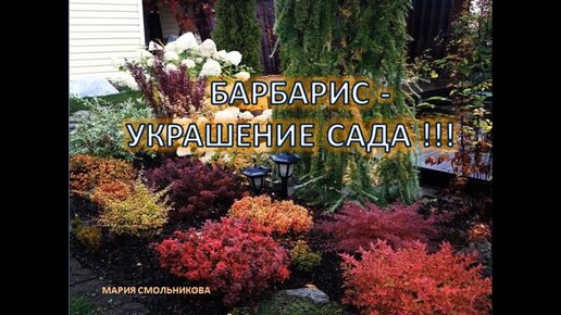 Барбарис - украшение сада !!!