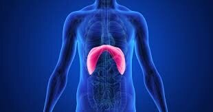 Находится диафрагма под легкими (в кино обычно туда бьют - “под дых”) 