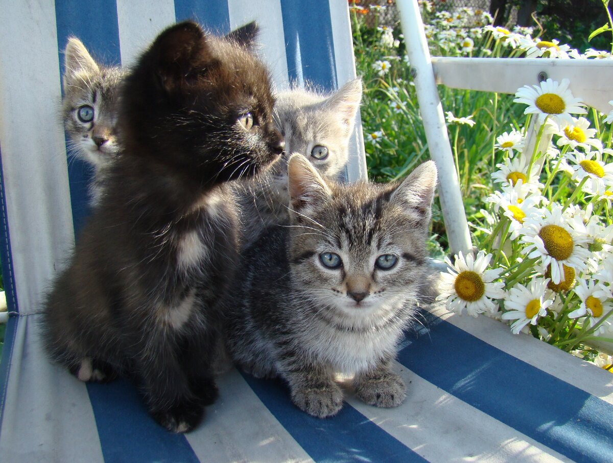 Самые обычные такие... Но все были пристроены за пару недель:)