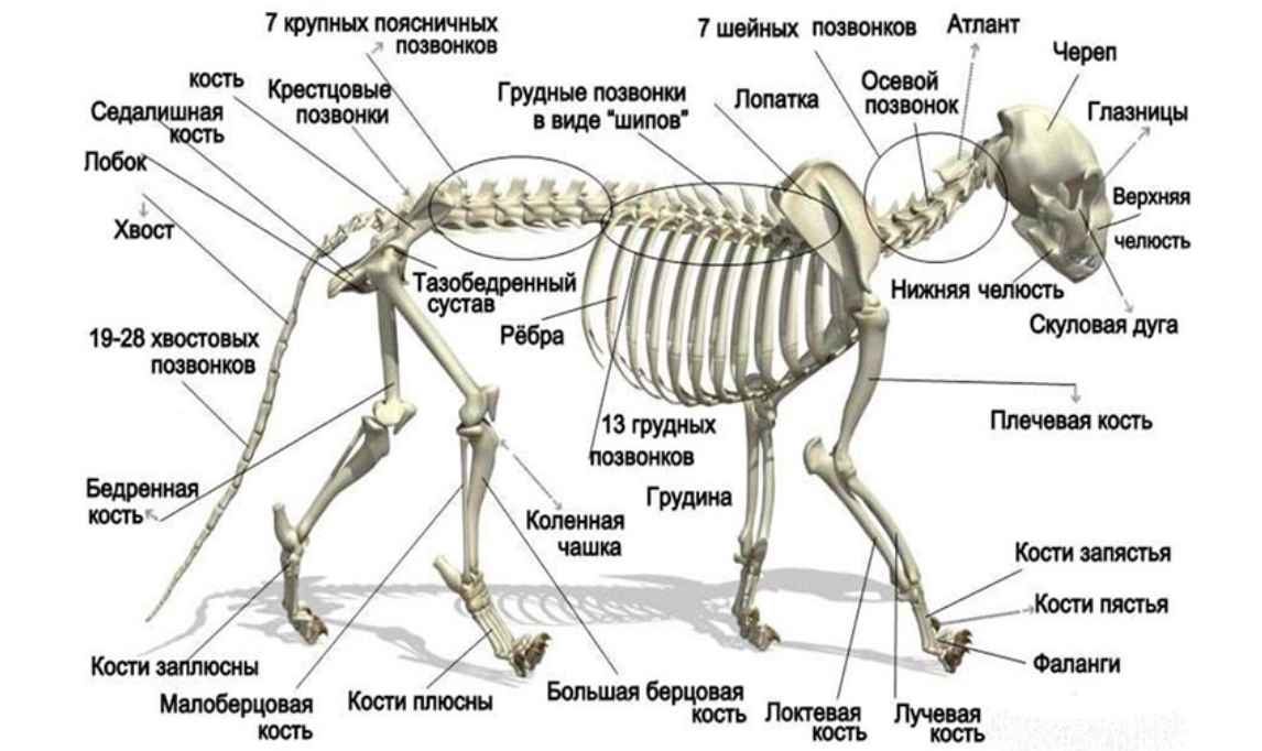 Если у животного имеется отдел скелета